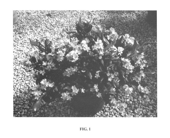 Figure 1 of US plant patent PP29100, the photograph of PS-2013-1 printed in the patent.