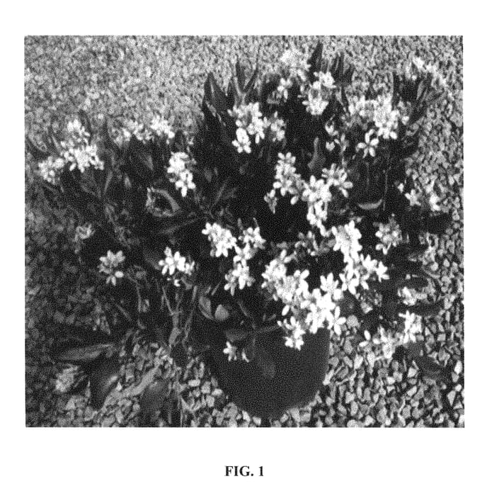 Figure 1 of US plant patent PP29101, the photograph of PS-2013-2 printed in the patent.