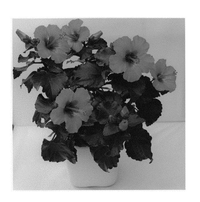 Figure 1 of US plant patent PP29102, the photograph of HIQ 16 PETIT printed in the patent.