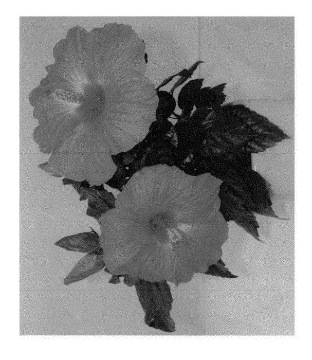 Figure 1 of US plant patent PP29103, the photograph of RHEA printed in the patent.