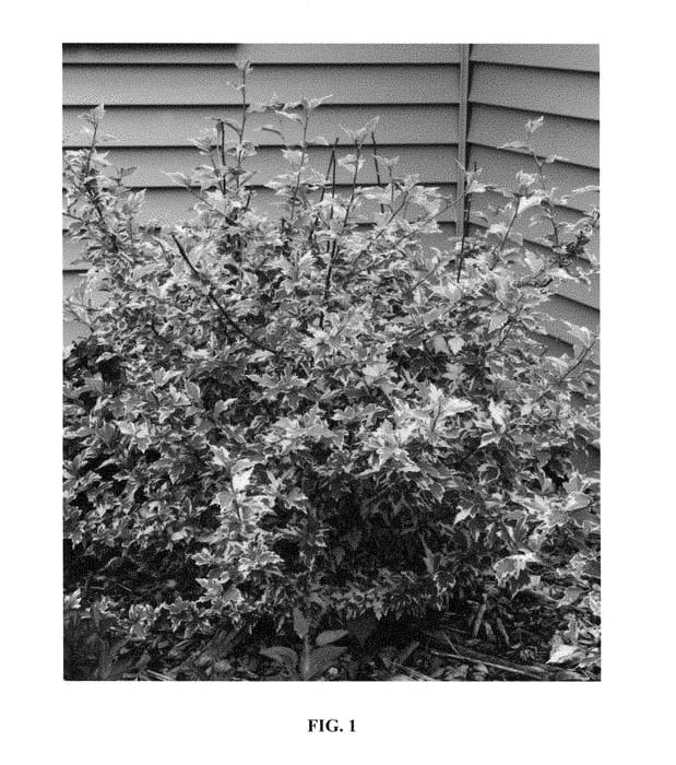 Figure 1 of US plant patent PP29104, the photograph of aarticus printed in the patent.