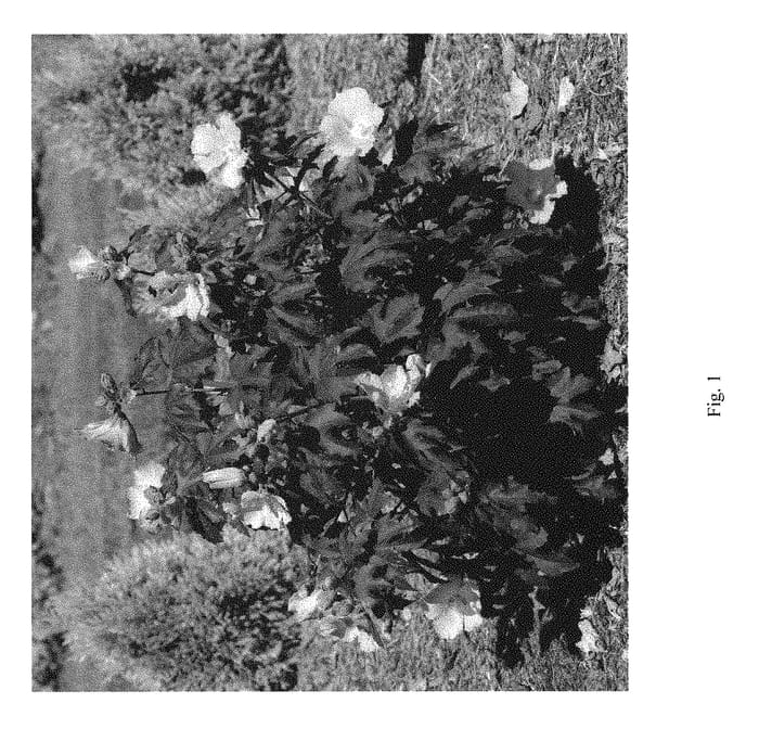 Figure 1 of US plant patent PP29105, the photograph of ROSINA printed in the patent.