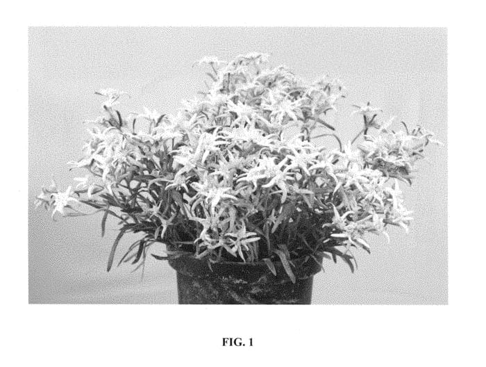 Figure 1 of US plant patent PP29106, the photograph of Berghman printed in the patent.