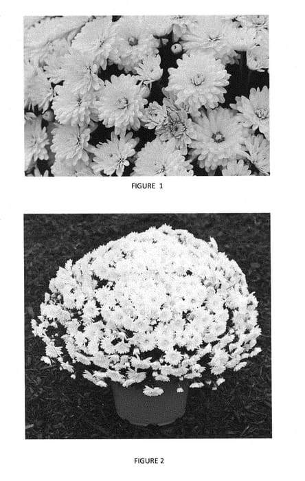 Figure 1 of US plant patent PP29107, the photograph of CIFZ0037 printed in the patent.