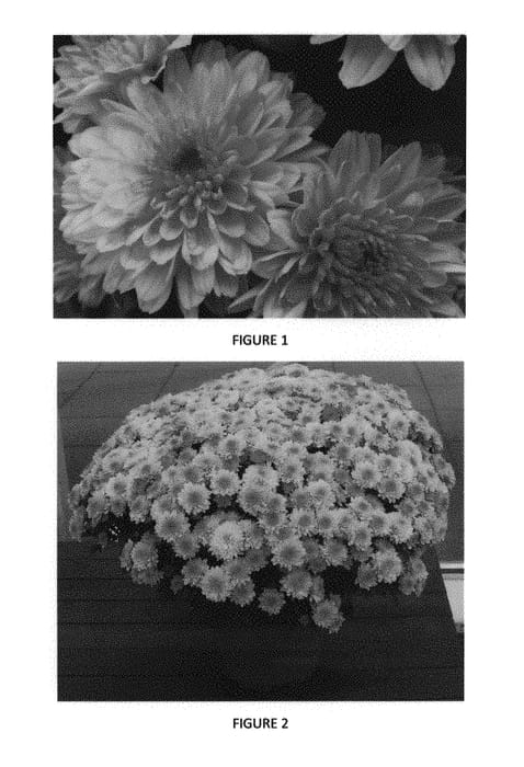 Figure 1 of US plant patent PP29108, the photograph of CIFZ0046 printed in the patent.