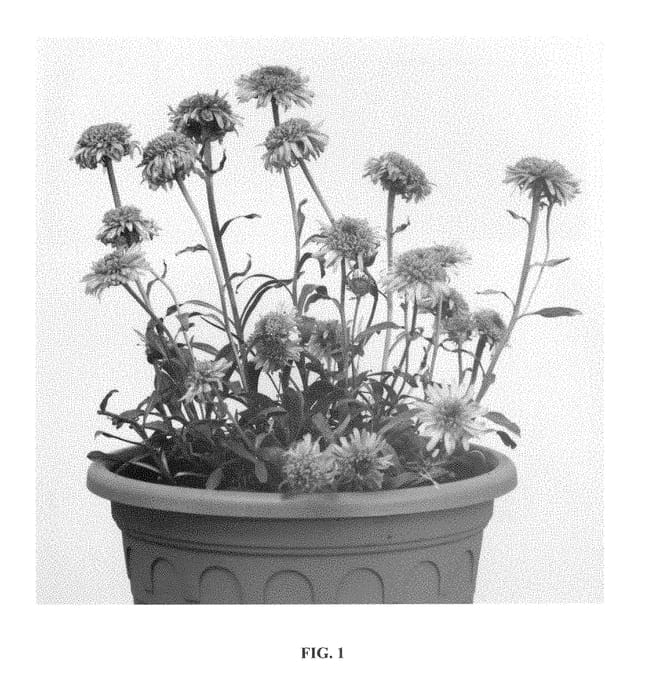 Figure 1 of US plant patent PP29109, the photograph of X Blue printed in the patent.