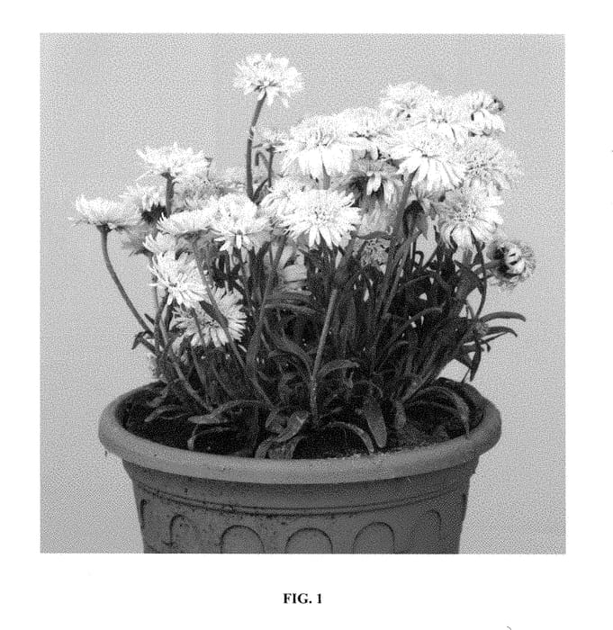 Figure 1 of US plant patent PP29110, the photograph of X White printed in the patent.
