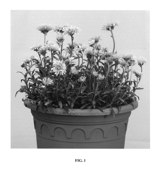 Figure 1 of US plant patent PP29111, the photograph of X Pink printed in the patent.