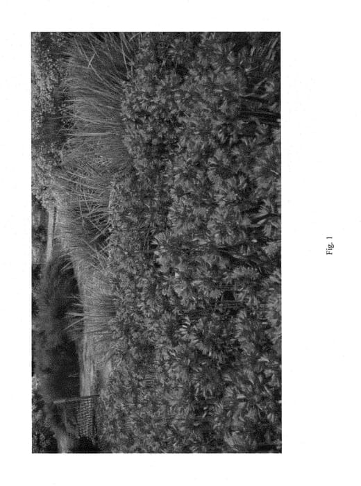 Figure 1 of US plant patent PP29112, the photograph of ATIsea printed in the patent.