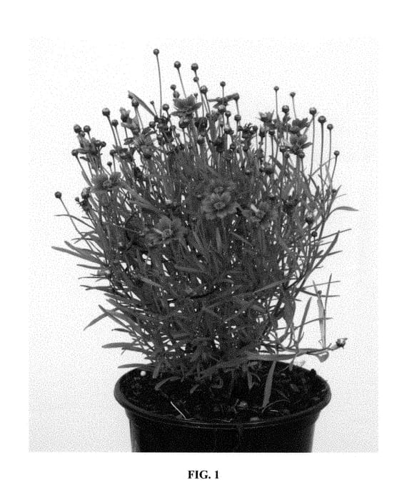 Figure 1 of US plant patent PP29113, the photograph of URITW03 printed in the patent.