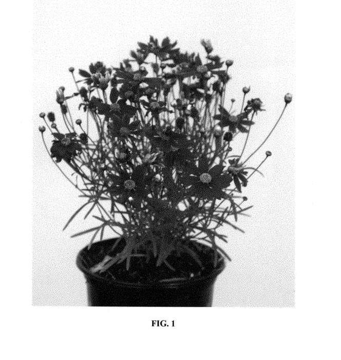 Figure 1 of US plant patent PP29114, the photograph of URIBL01 printed in the patent.