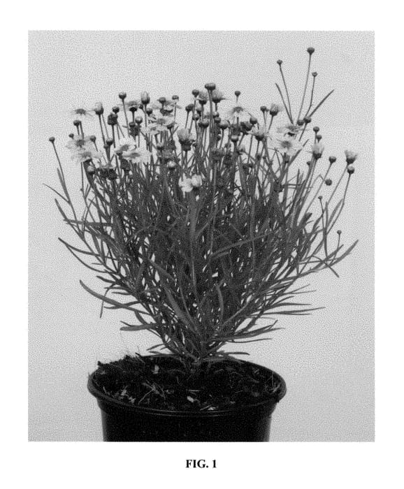 Figure 1 of US plant patent PP29115, the photograph of URITW02 printed in the patent.