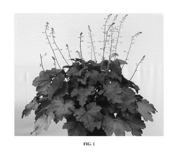 Figure 1 of US plant patent PP29116, the photograph of Magma printed in the patent.