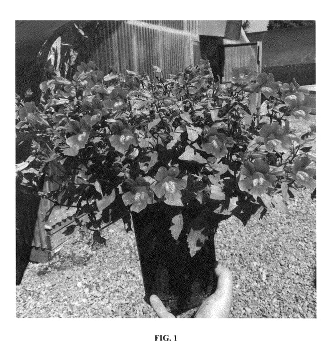 Figure 1 of US plant patent PP29117, the photograph of PPOMIM2 printed in the patent.