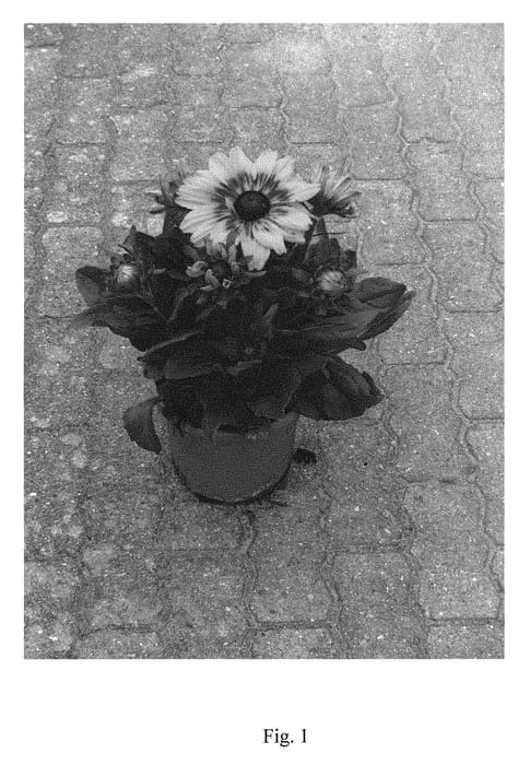 Figure 1 of US plant patent PP29118, the photograph of BullRudi 06 printed in the patent.