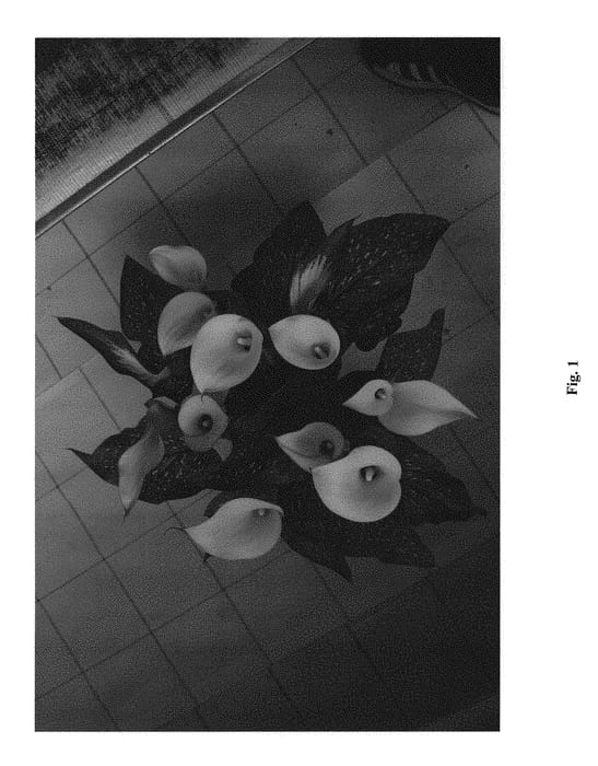 Figure 1 of US plant patent PP29119, the photograph of Fursa printed in the patent.