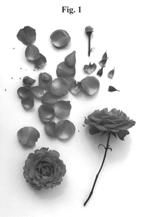 Figure 1 of US plant patent PP29120, the photograph of Poulpar097 printed in the patent.