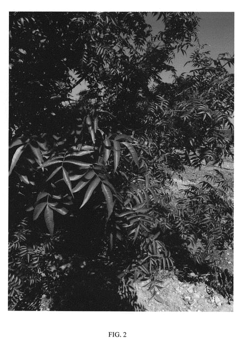 Figure 2 of US plant patent PP29122, the photograph of UCB1-D110 printed in the patent.