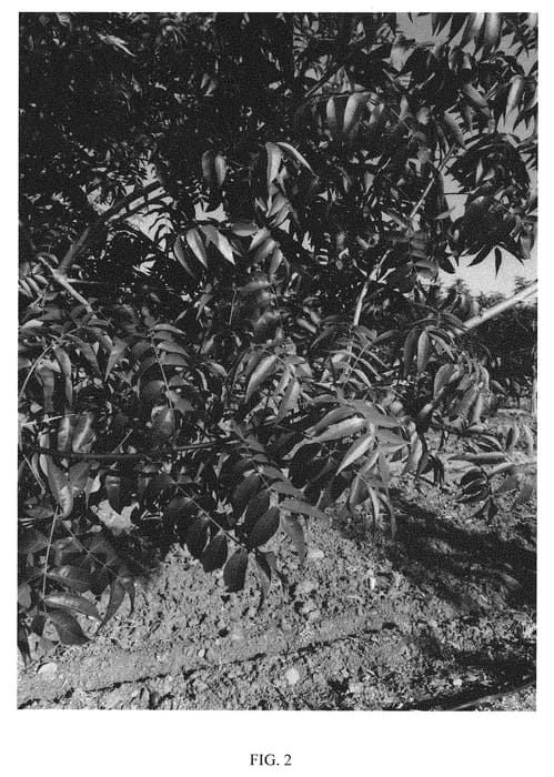 Figure 2 of US plant patent PP29124, the photograph of UCB1-D154 printed in the patent.