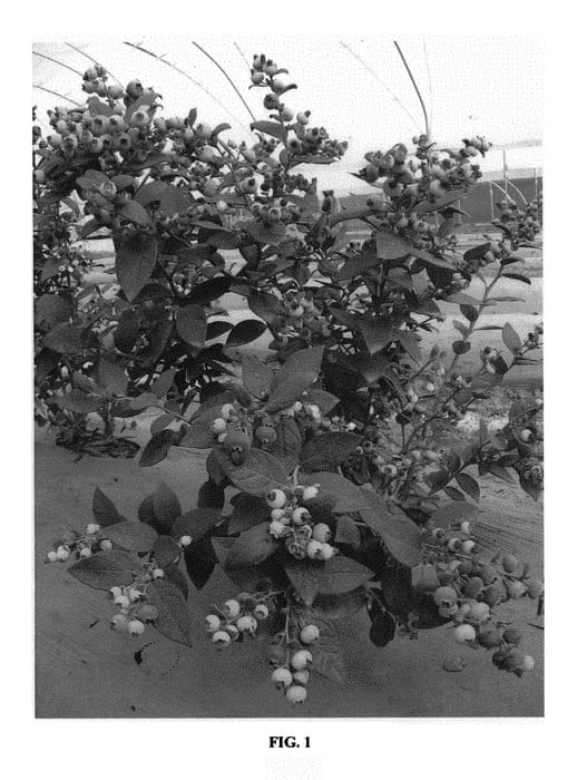 Figure 1 of US plant patent PP29125, the photograph of FCM12-131 printed in the patent.