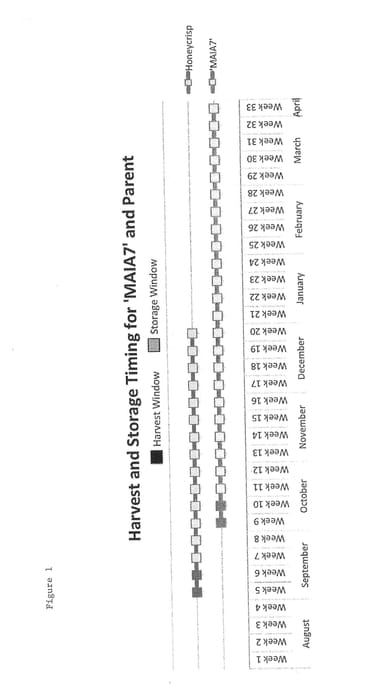 Figure 1 of US plant patent PP29126, the photograph of MAIA7 printed in the patent.