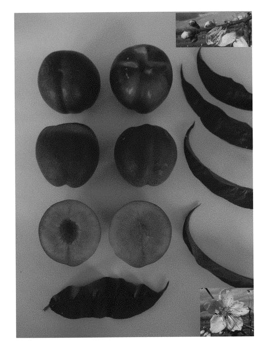 Figure 1 of US plant patent PP29127, the photograph of red bright it printed in the patent.