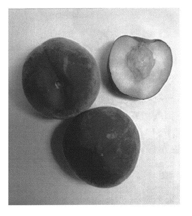 Figure 1 of US plant patent PP29128, the photograph of Burpeachfortyone printed in the patent.