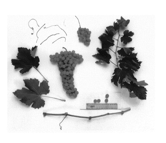 Figure 1 of US plant patent PP29129, the photograph of Sheegene 27 printed in the patent.