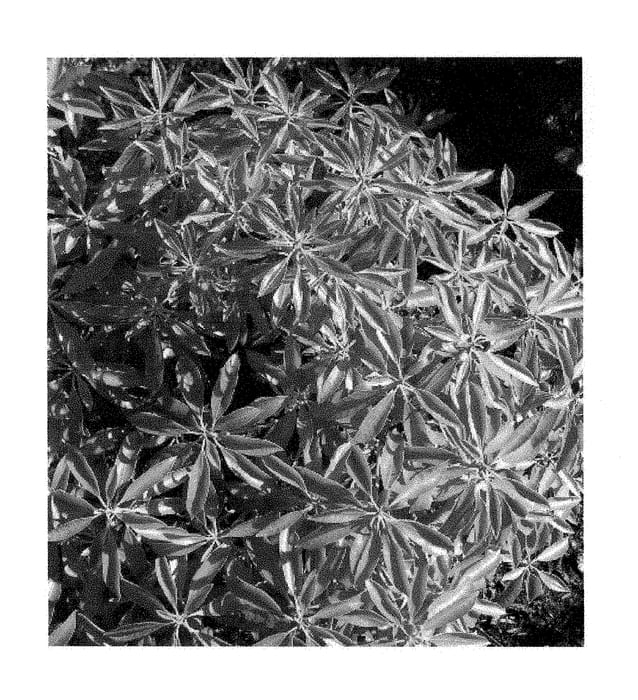 Figure 1 of US plant patent PP29130, the photograph of Cabernet printed in the patent.