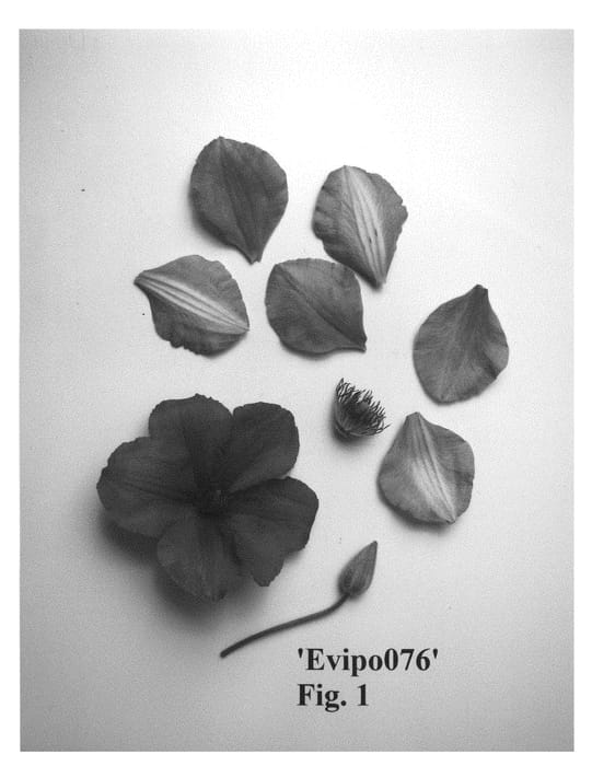 Figure 1 of US plant patent PP29131, the photograph of Evipo076 printed in the patent.