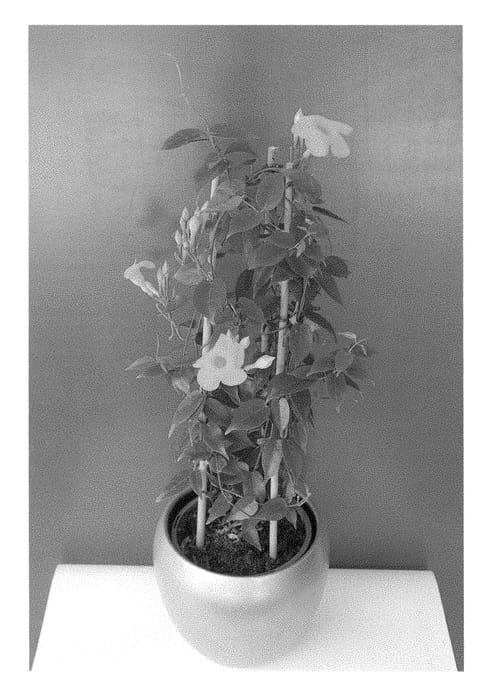 Figure 1 of US plant patent PP29132, the photograph of BBYEL printed in the patent.
