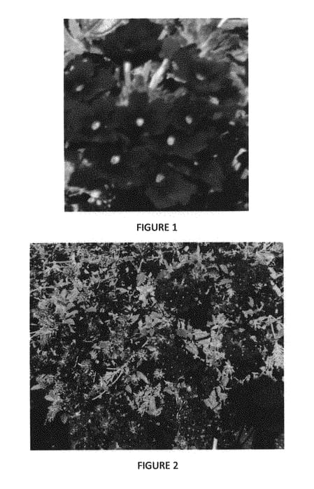 Figure 1 of US plant patent PP29133, the photograph of VEAZ0038 printed in the patent.