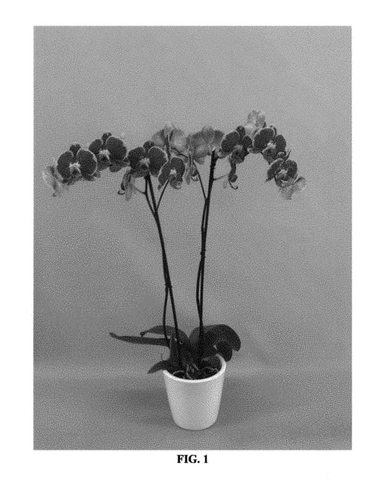 Figure 1 of US plant patent PP29134, the photograph of PHALFOXYQ printed in the patent.