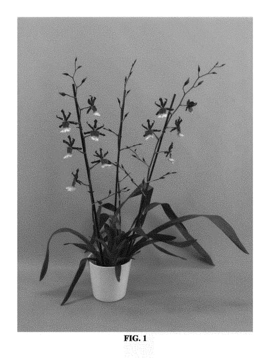 Figure 1 of US plant patent PP29135, the photograph of CAMBLAJE printed in the patent.