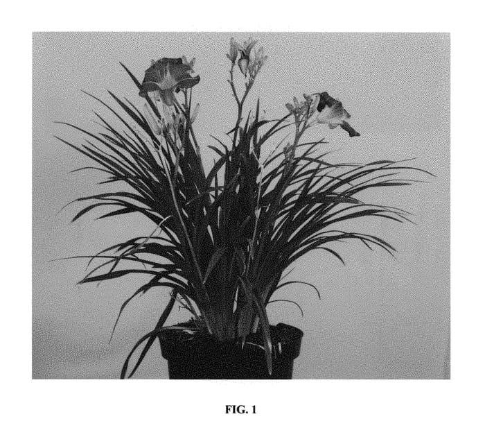 Figure 1 of US plant patent PP29136, the photograph of VER00322 printed in the patent.