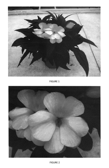 Figure 1 of US plant patent PP29137, the photograph of IMGZ0008 printed in the patent.