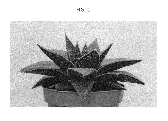 Figure 1 of US plant patent PP29138, the photograph of AMIAL1622 printed in the patent.