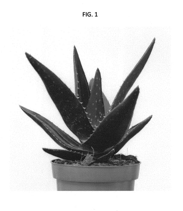 Figure 1 of US plant patent PP29139, the photograph of OVASDINO printed in the patent.