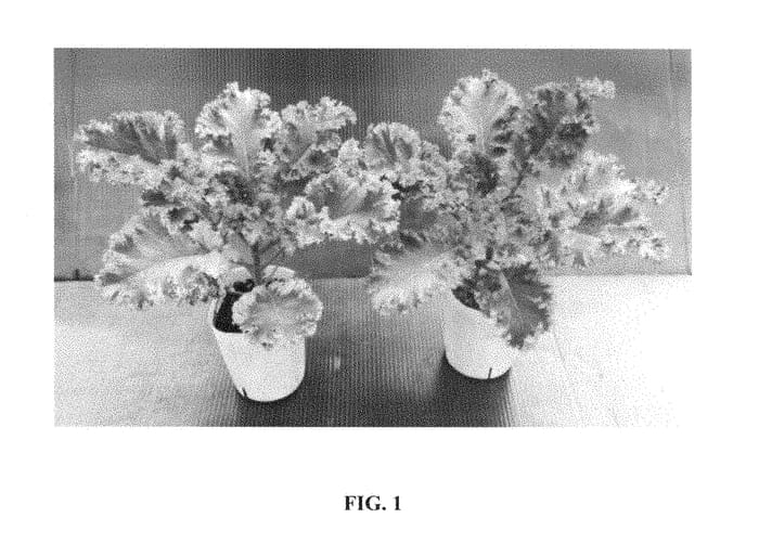Figure 1 of US plant patent PP29140, the photograph of Purple Varie printed in the patent.