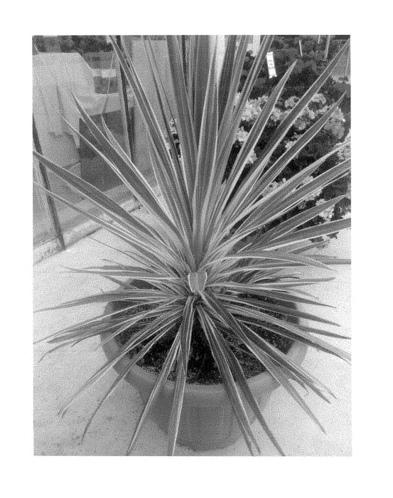 Figure 1 of US plant patent PP29141, the photograph of Lilly printed in the patent.