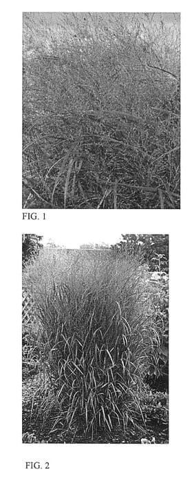 Figure 1 of US plant patent PP29142, the photograph of Apache Rose printed in the patent.