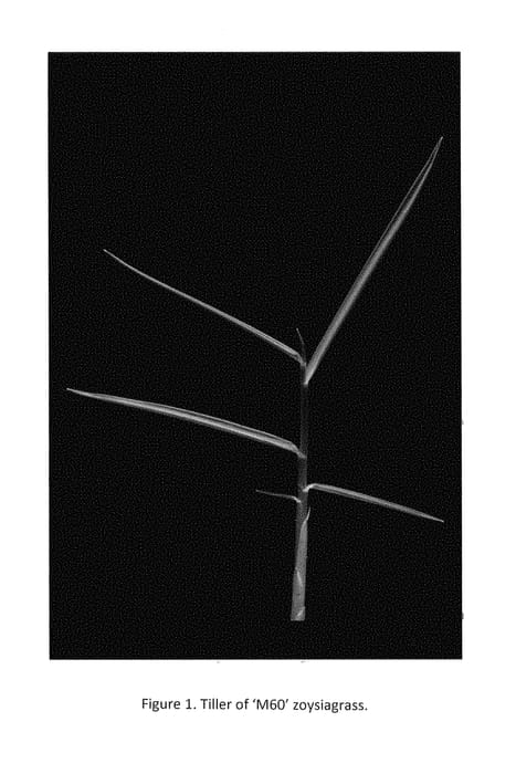 Figure 1 of US plant patent PP29143, the photograph of M60 printed in the patent.