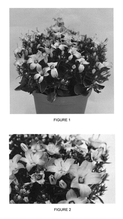 Figure 1 of US plant patent PP29144, the photograph of CIPZ0003 printed in the patent.