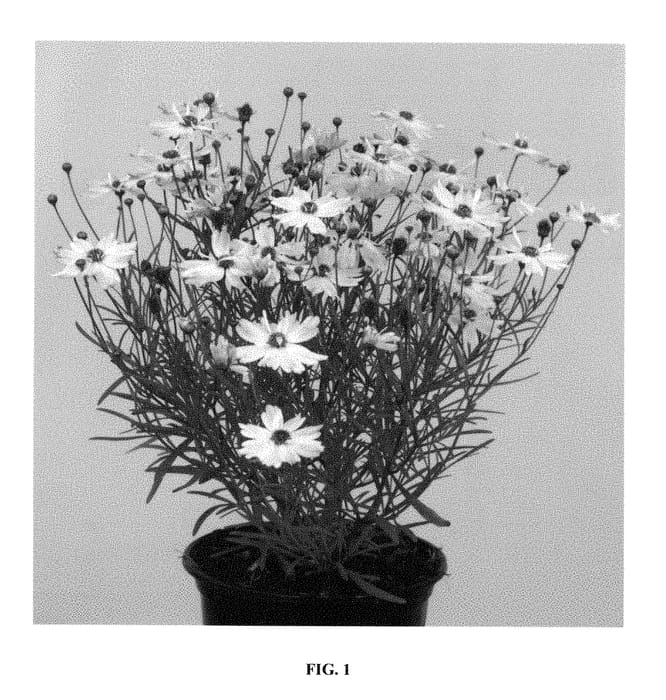 Figure 1 of US plant patent PP29145, the photograph of URIBL02 printed in the patent.