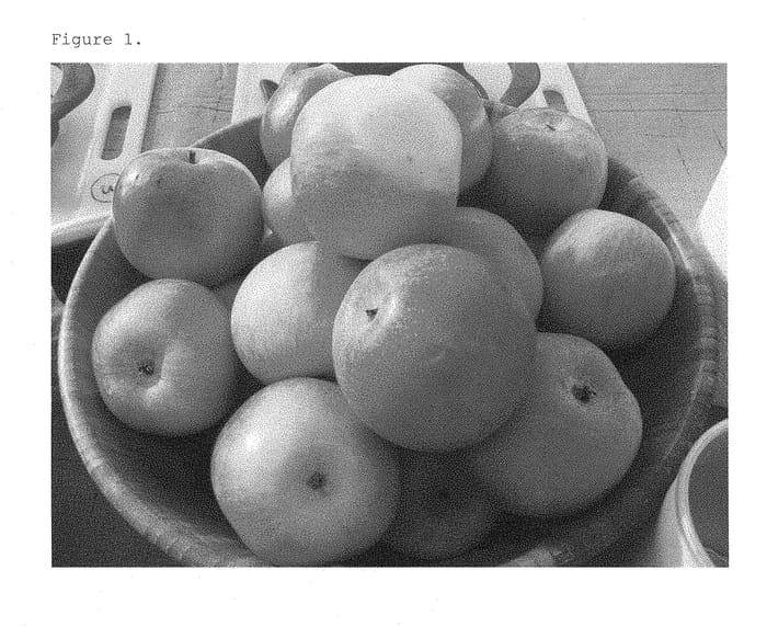 Figure 1 of US plant patent PP29146, the photograph of MAIA11 printed in the patent.