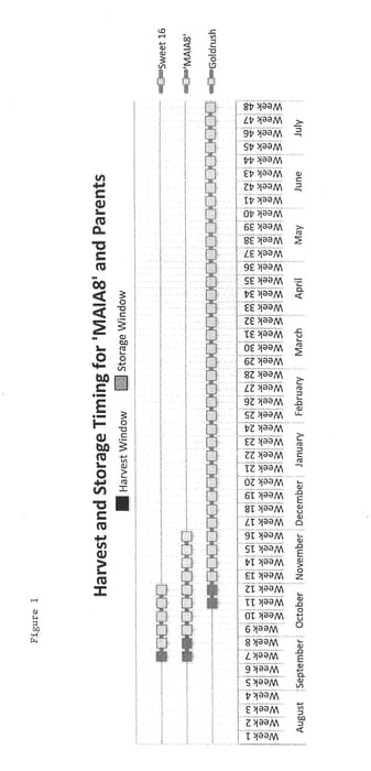 Figure 1 of US plant patent PP29147, the photograph of MAIA8 printed in the patent.