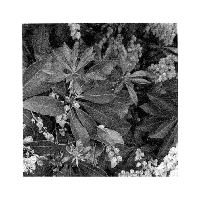 Figure 1 of US plant patent PP29148, the photograph of Sincere printed in the patent.