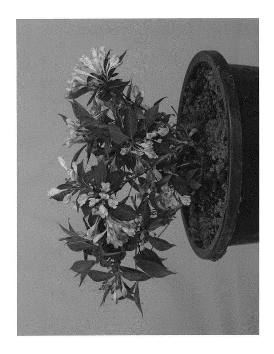 Figure 1 of US plant patent PP29149, the photograph of Slingpink printed in the patent.