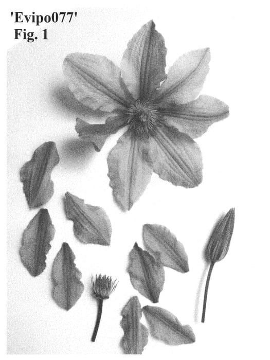 Figure 1 of US plant patent PP29150, the photograph of Evipo077 printed in the patent.