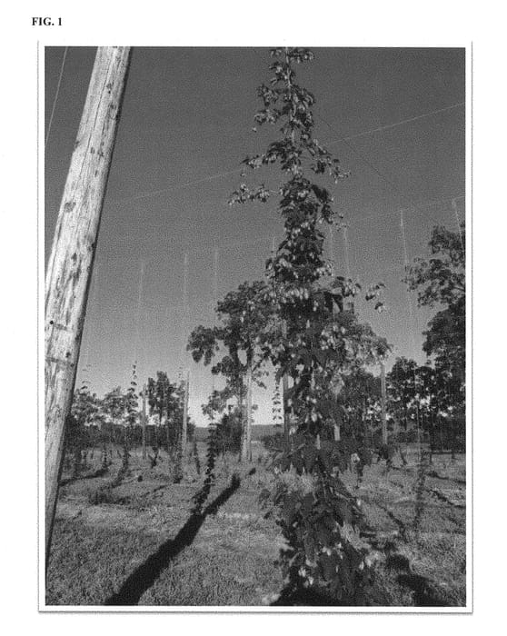 Figure 1 of US plant patent PP29151, the photograph of STUFF printed in the patent.